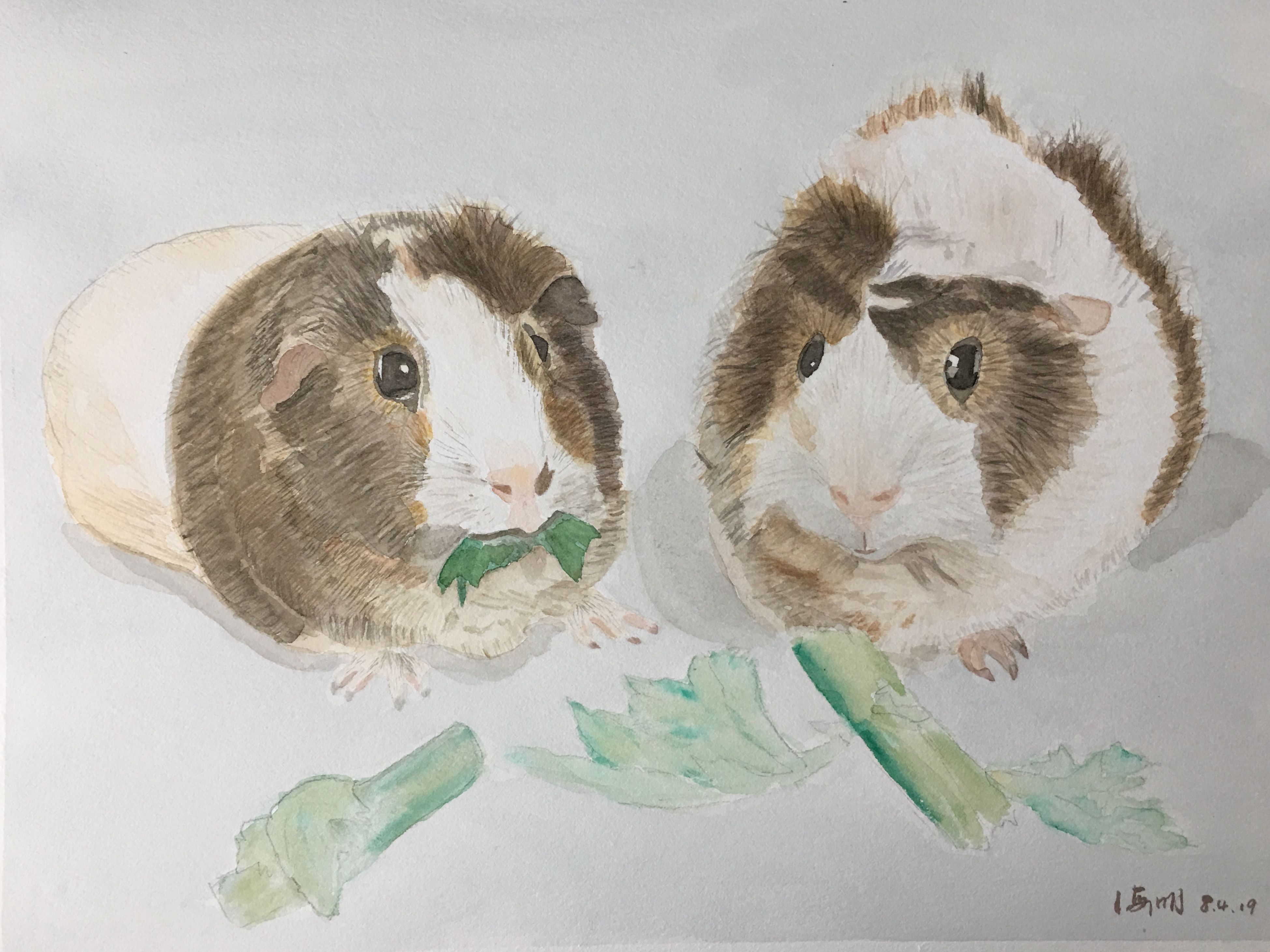 Guinea Pigs